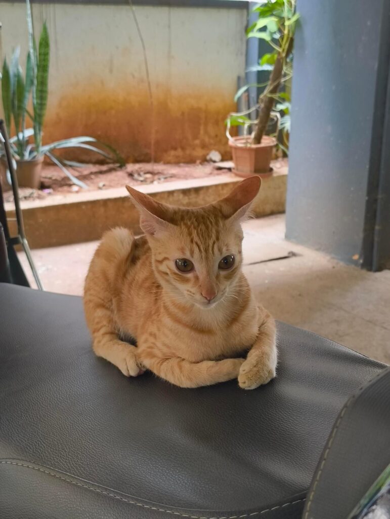 [City?] Please adopt this precious baby (BLR) - pet in India