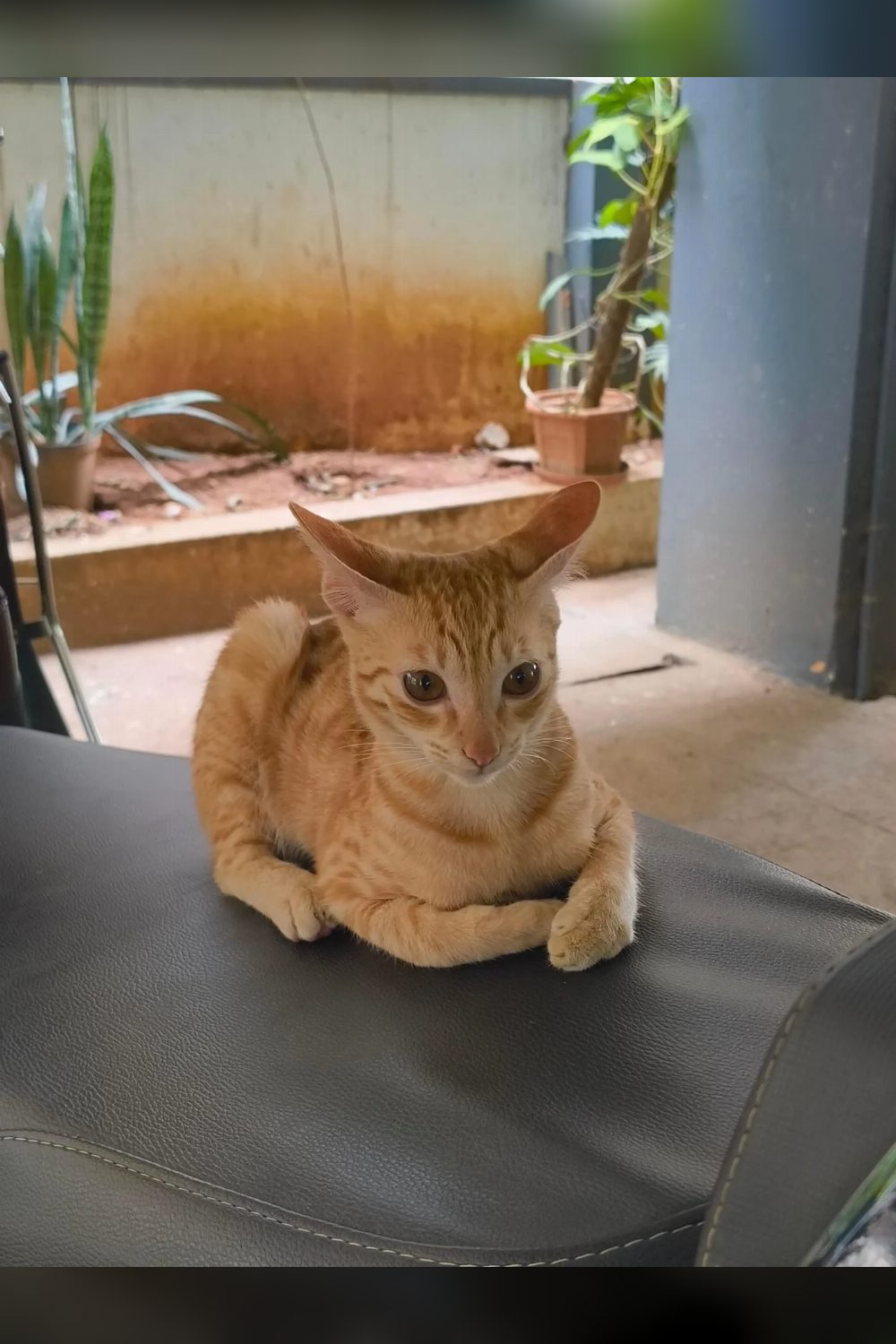 2-month-old female kitten for adoption — Bengaluru