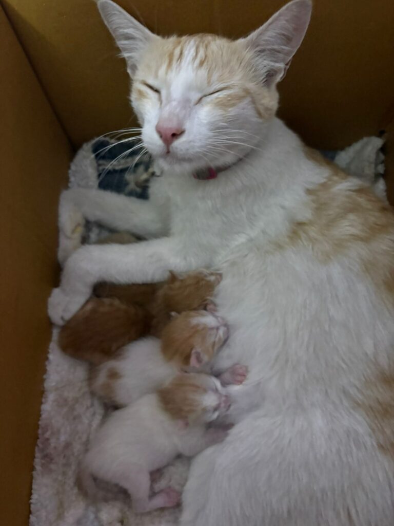 Please help us adopt these kittens before pg owner kicks em out - kitten in Bengaluru
