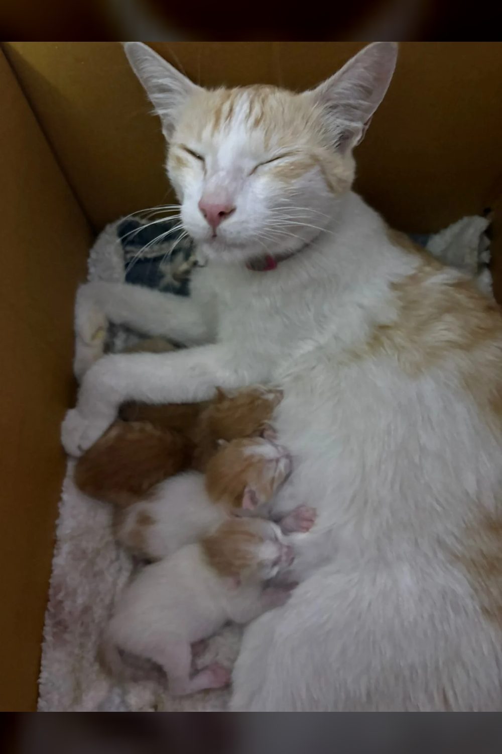 Please help us adopt these kittens before pg owner kicks em out — Bengaluru