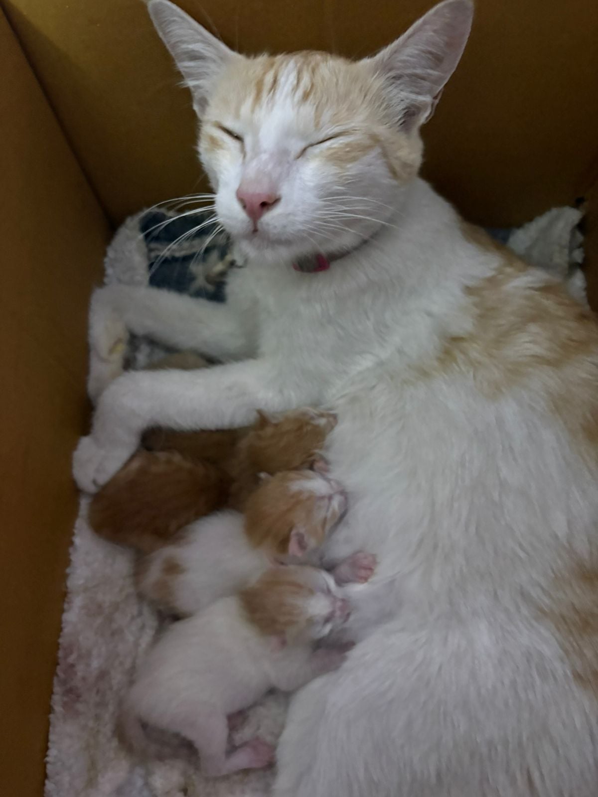 Please help us adopt these kittens before pg owner kicks em out — Bengaluru