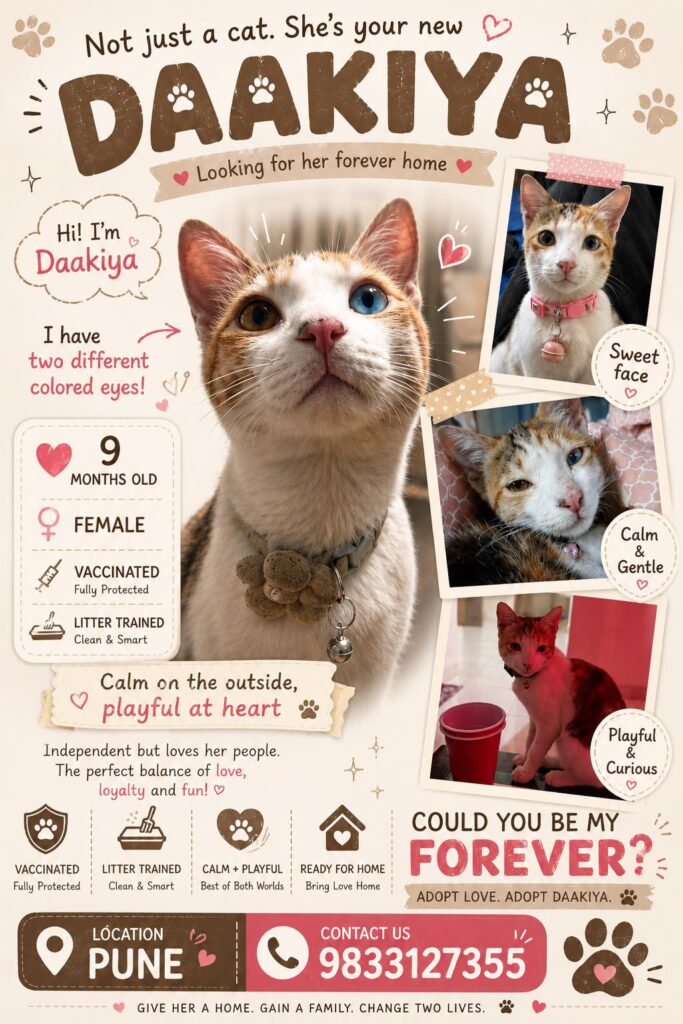 Pune! Help me rehome my cat - kitten for adoption in Pune