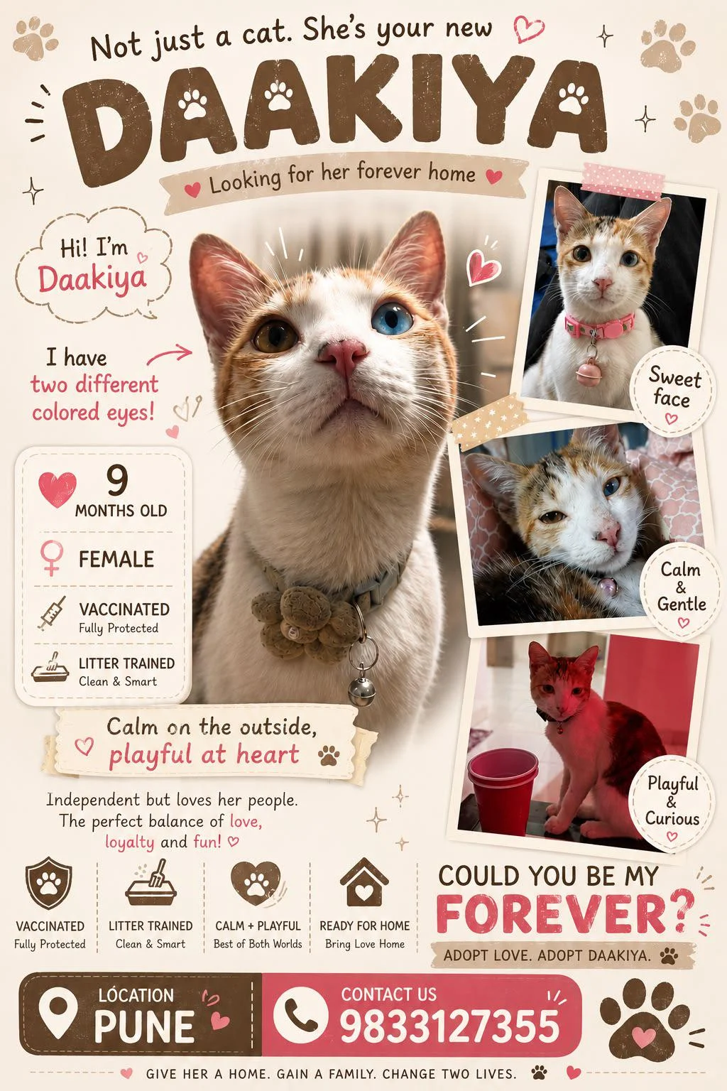 Pune! Help me rehome my cat