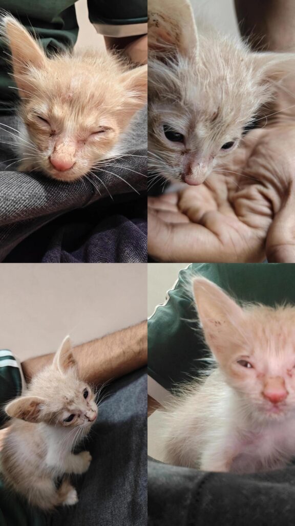 Pune.... I found this kitten on the roadside without her mother. and i am see... - kitten for adoption in Pune