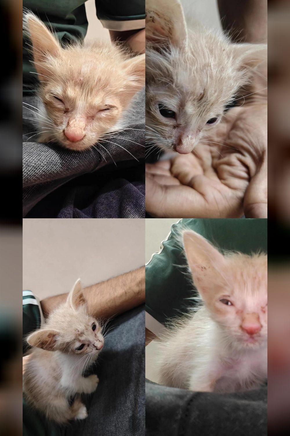 Kitten found without her mother needs a home — Pune