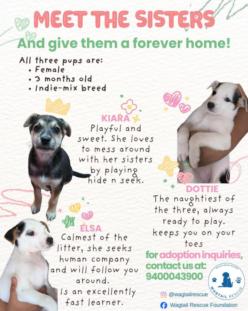 [City?] Puppies for adoption - puppy in India