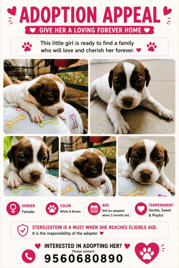 Puppies for adoption - puppy in Delhi NCR