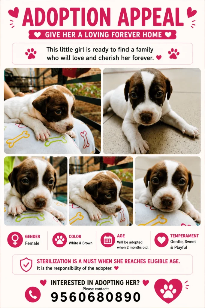 Six two-month-old puppies born to a rescued stray, up for adoption in South Delhi