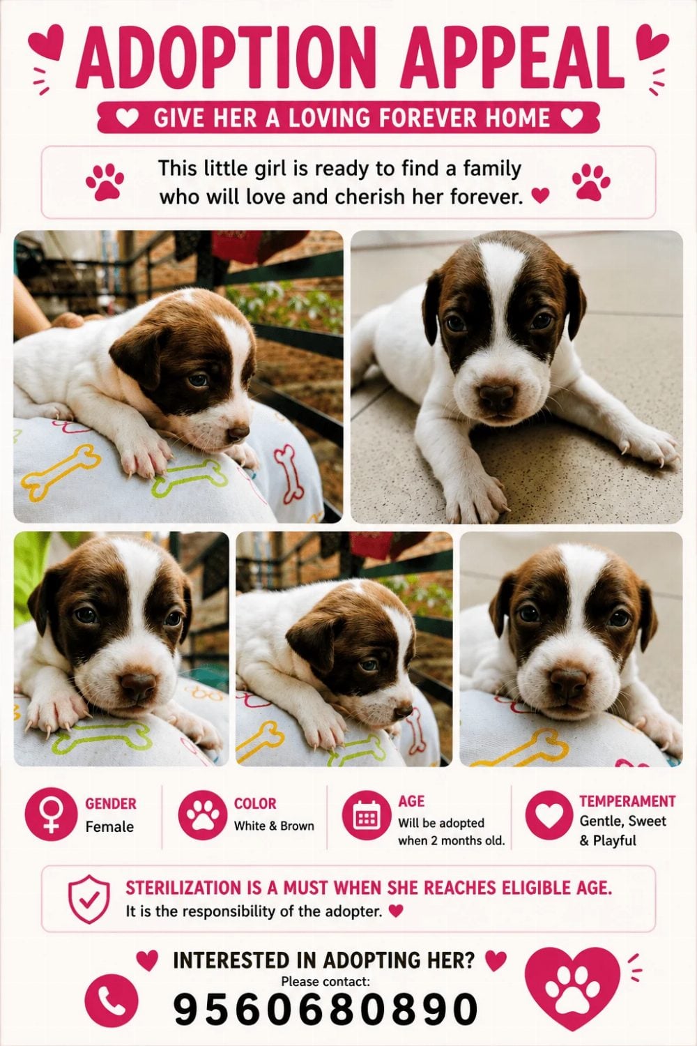 Six 2-month-old puppies for adoption in South Delhi