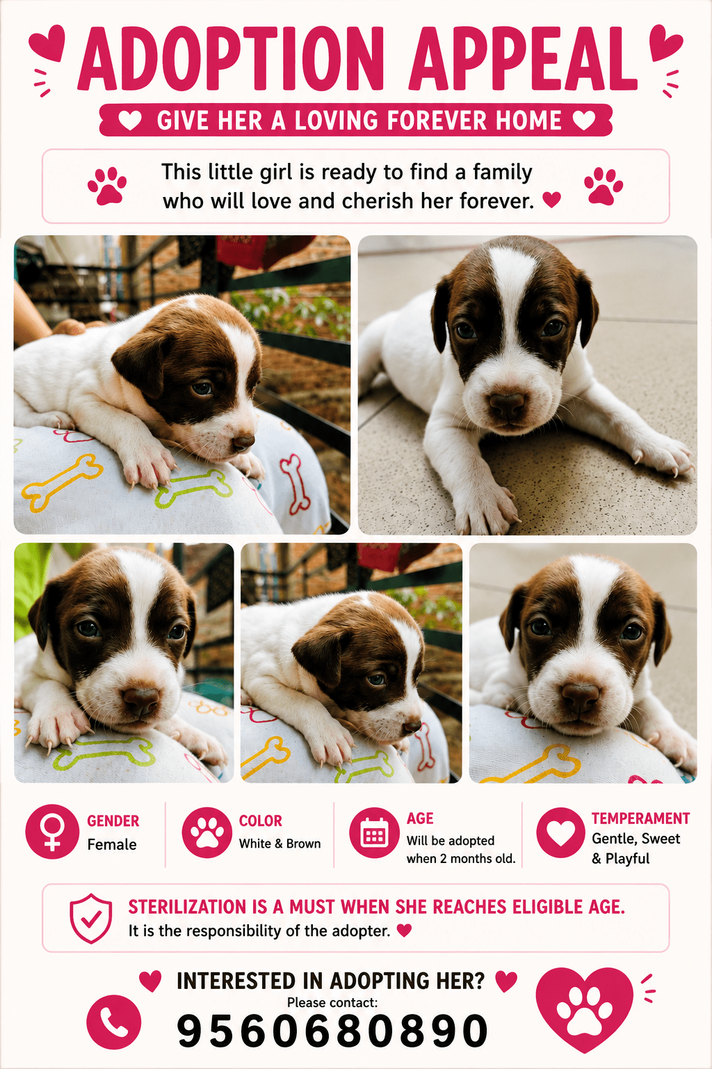 Puppies for adoption — South