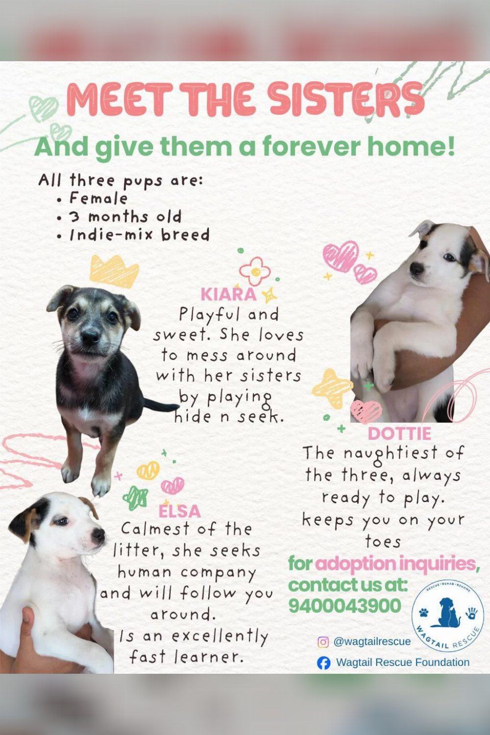 3-month-old female puppy for adoption — Ooty