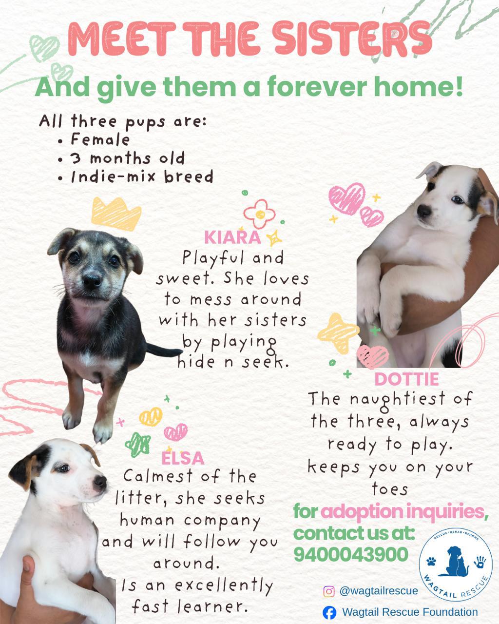 Puppies for adoption — Ooty