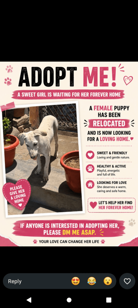 Puppy adoption in Delhi - puppy in Delhi NCR