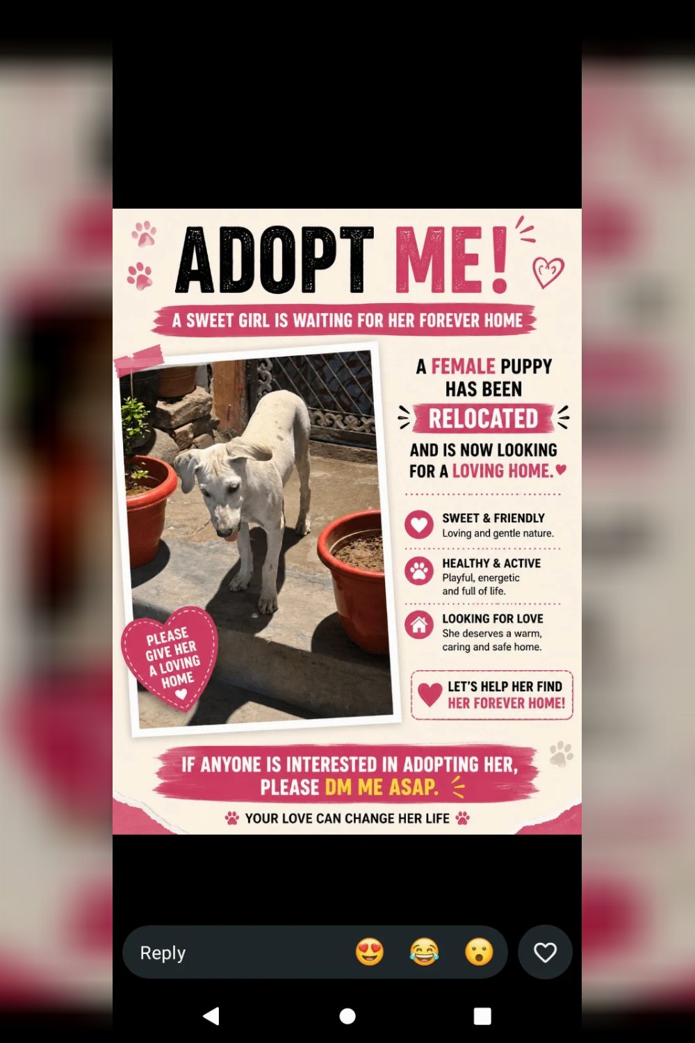 Puppy adoption in Delhi