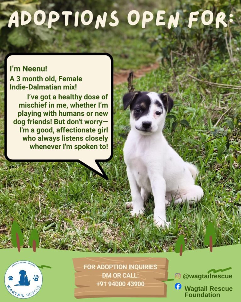 Puppy for adoption, adoptable dog in Ooty