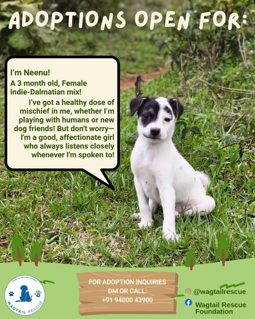 Puppy for adoption - puppy in India