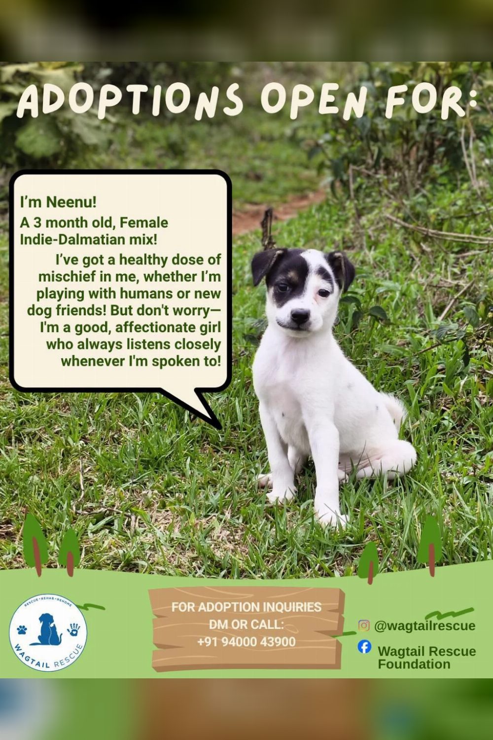 3-month-old puppy for adoption — Ooty