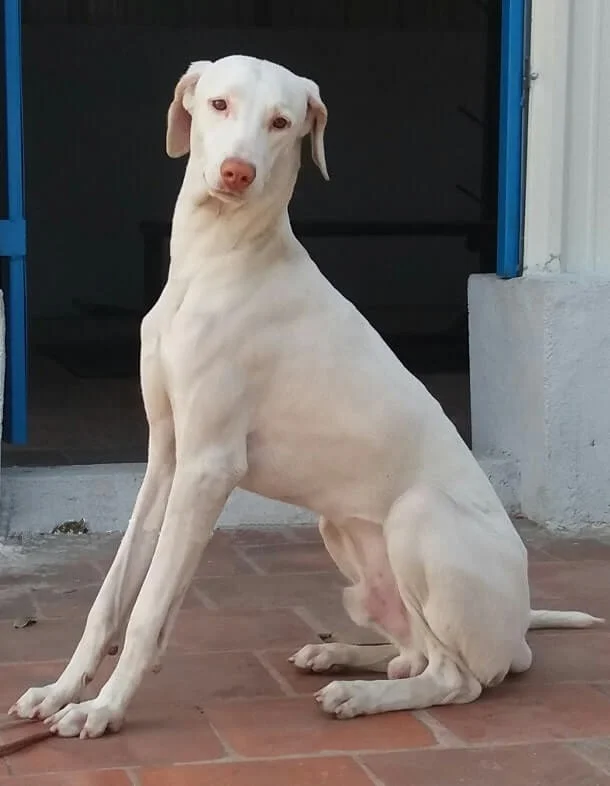 Rajapalayam dog, the milk-white Indian ghost hound from Tamil Nadu