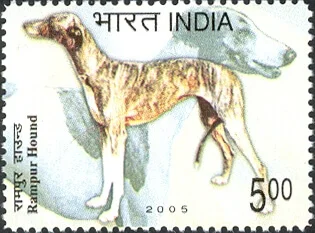 Rampur Greyhound on the 2005 India Post breeds-of-dogs stamp