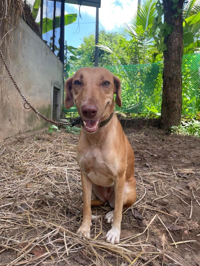 Rani is looking for a forever home, adoptable dog in Kochi