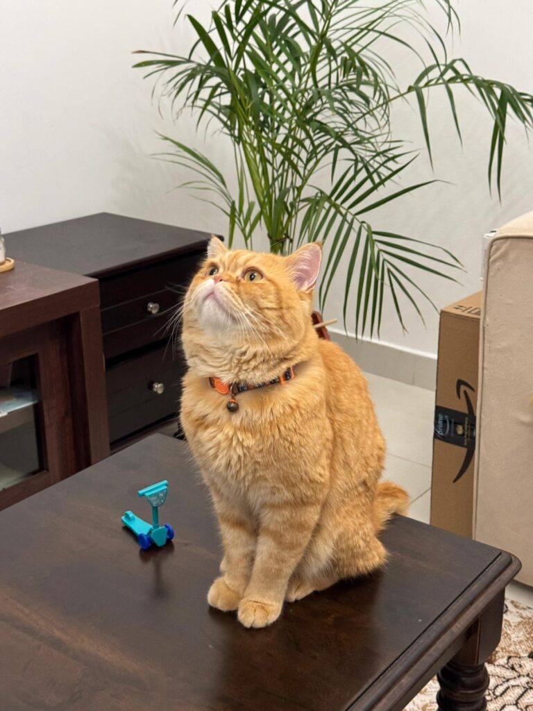 Rehoming my Cat in Noida-Delhi Region - kitten for adoption in Delhi NCR