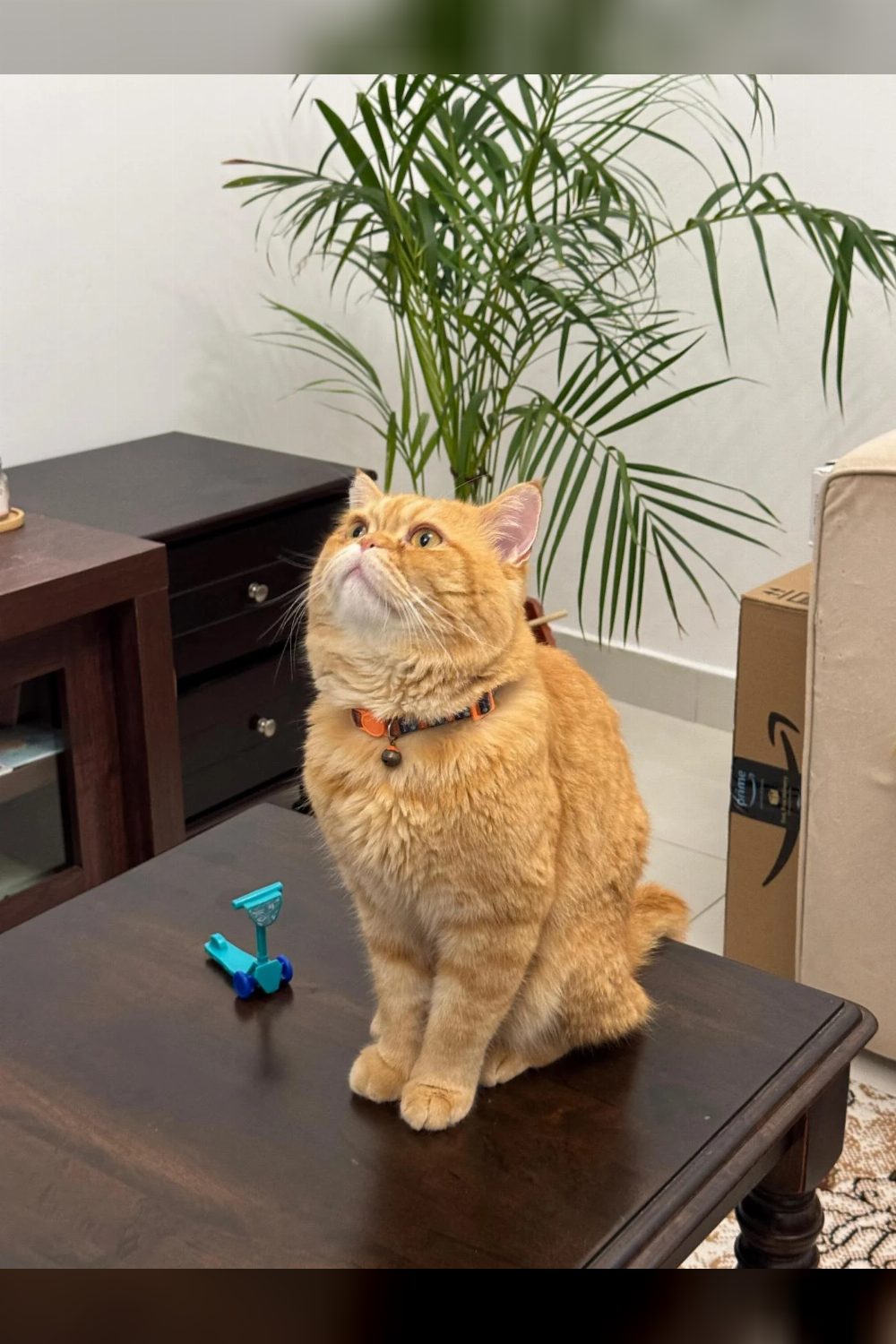 5-year-old male cat for adoption in Noida — Delhi NCR