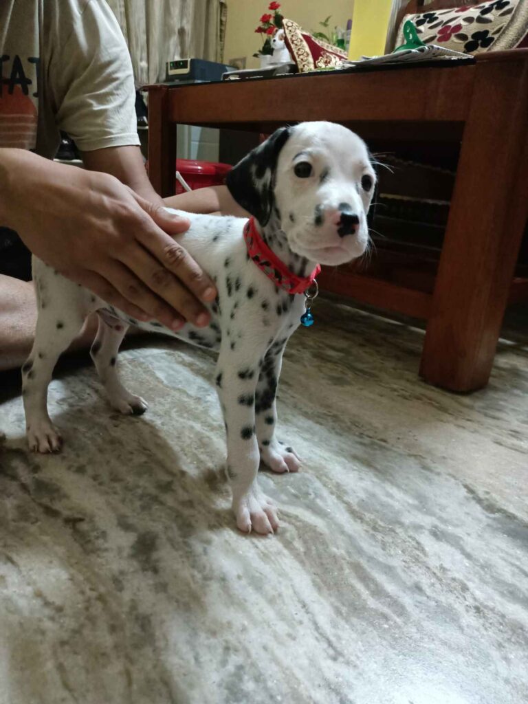 [City?] Requesting to adopt my 50-day - puppy in India