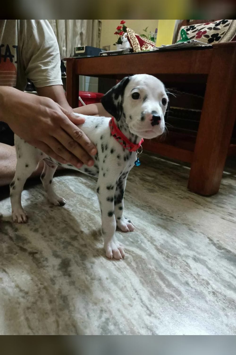 50-day-old Dalmatian puppy — Mangalore