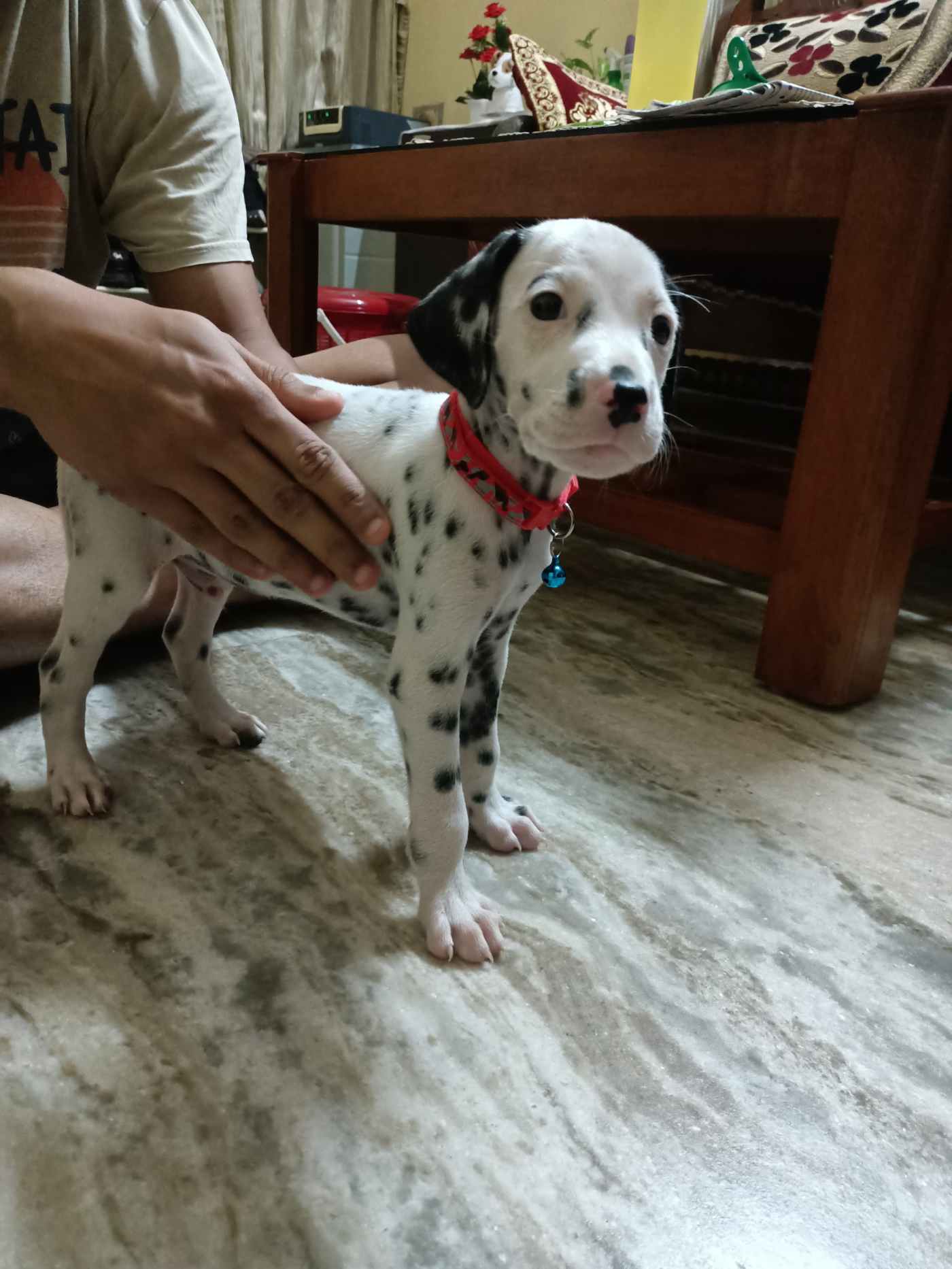 50-day-old Dalmatian puppy — Mangalore
