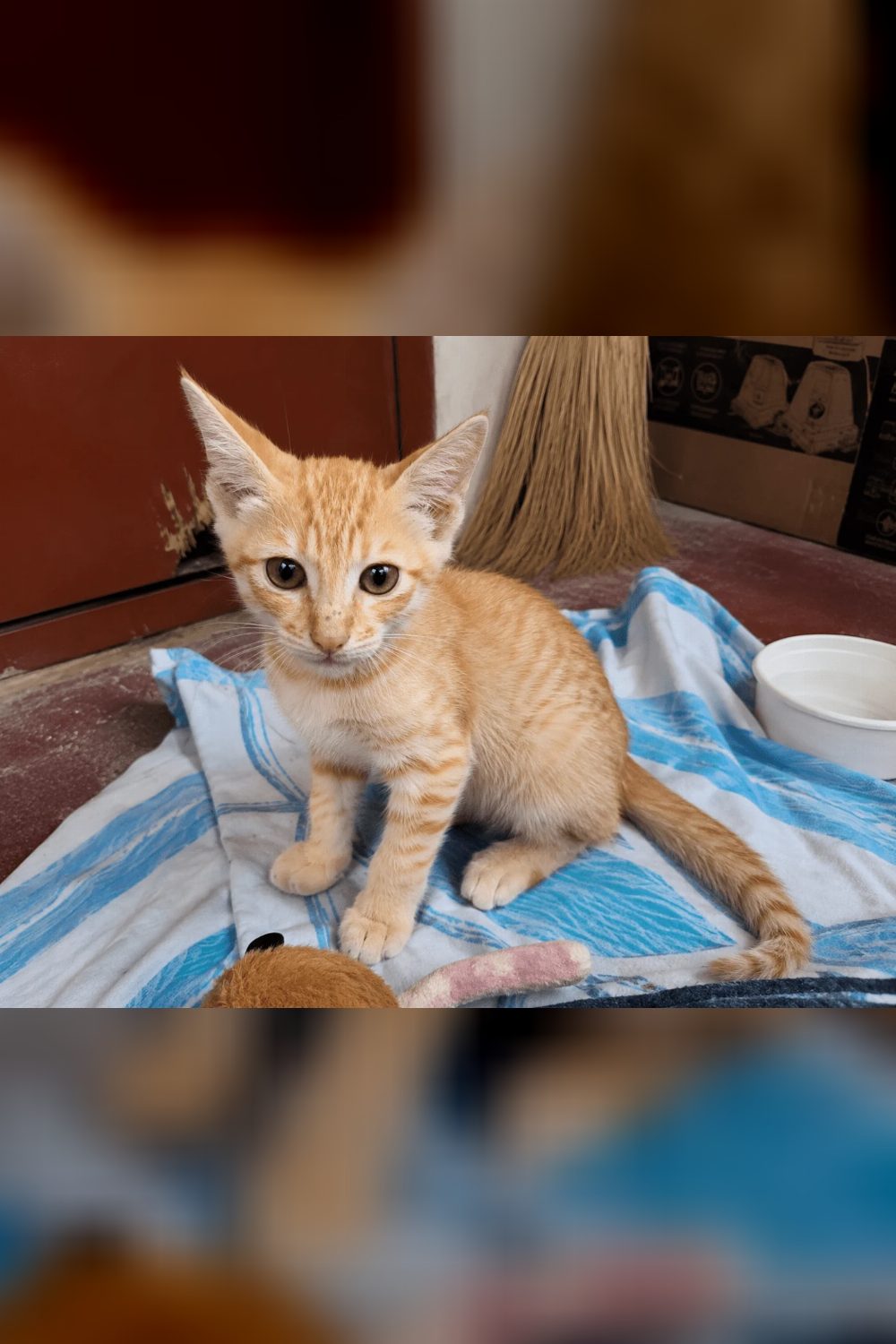 Rescued orange kitten looking for a loving home — Bengaluru