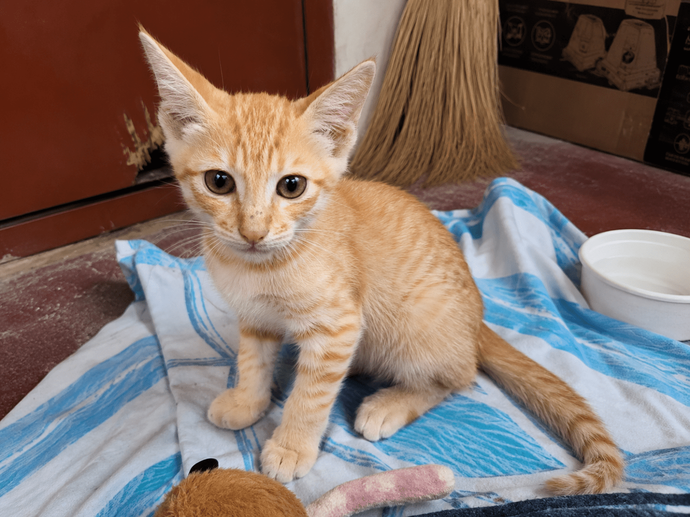 Rescued orange kitten looking for a loving home — Bengaluru