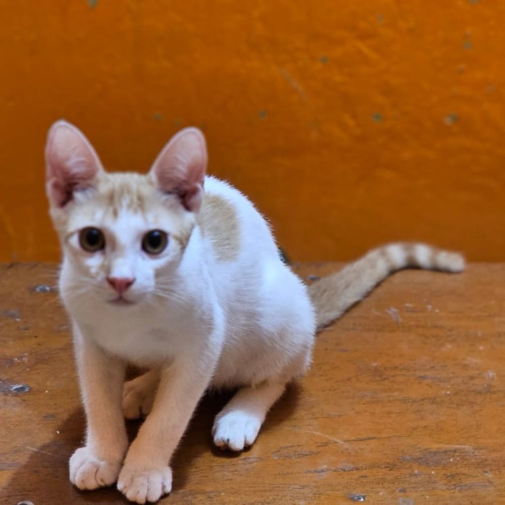 Two sibling cats β Kolkata