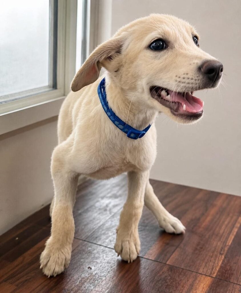 Snowy is looking for his forever family - pet for adoption in Bengaluru