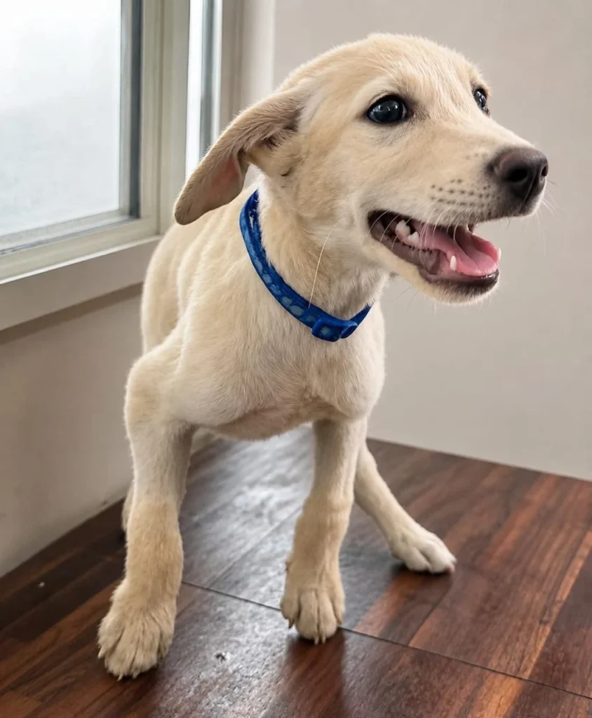 Snowy is looking for his forever family - pet for adoption in Bengaluru