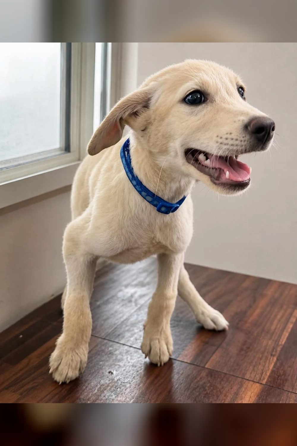 Snowy is looking for his forever family β Bengaluru