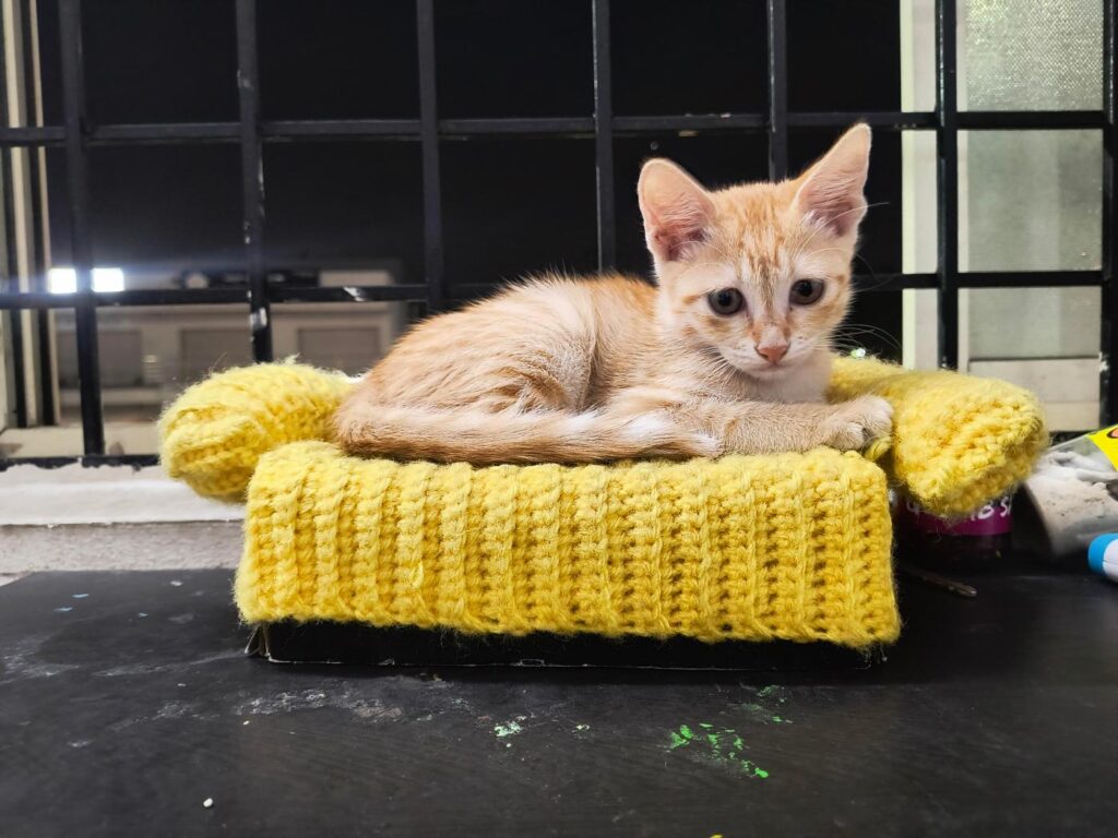 Struggling to find home for this little kitten found shivering in the rain al... - kitten for adoption in Bengaluru