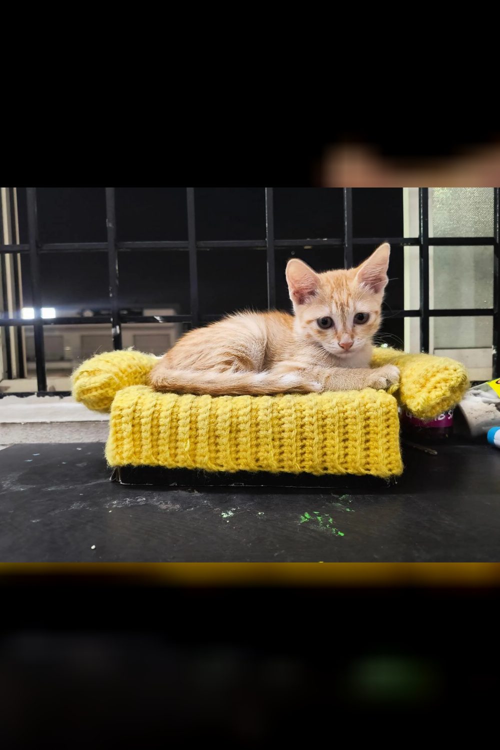 Kitten found shivering in the rain needs a home — Bengaluru