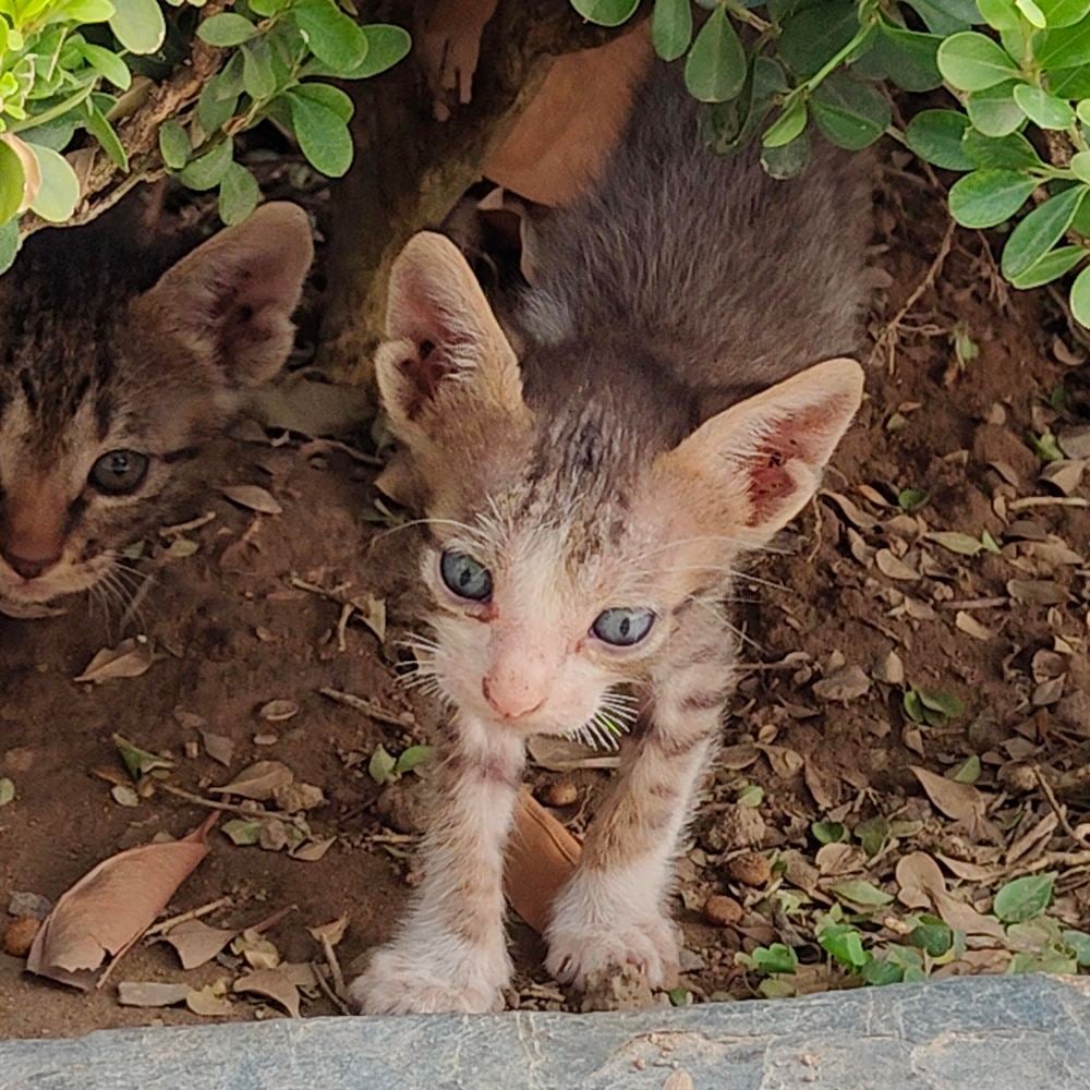 6 tabby kittens β Delhi NCR