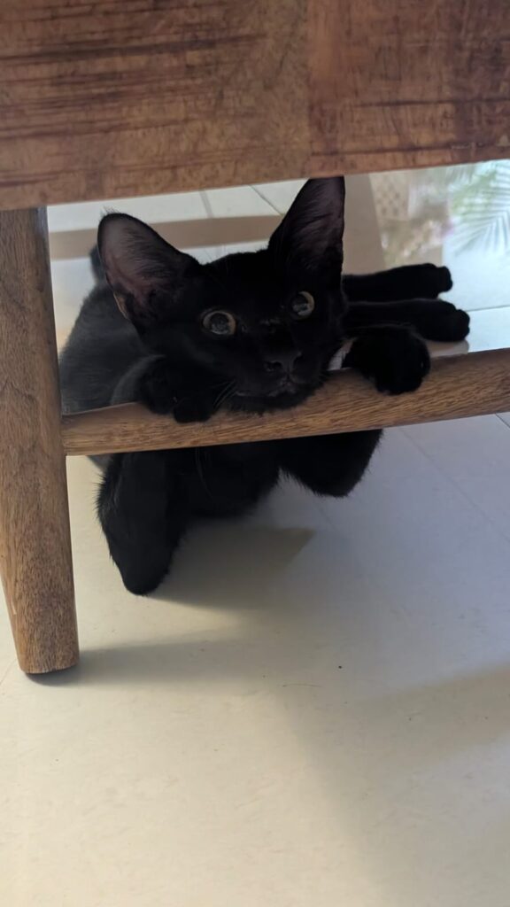These babies are still looking for a home - Delhi+ NCR - pet for adoption in Delhi NCR