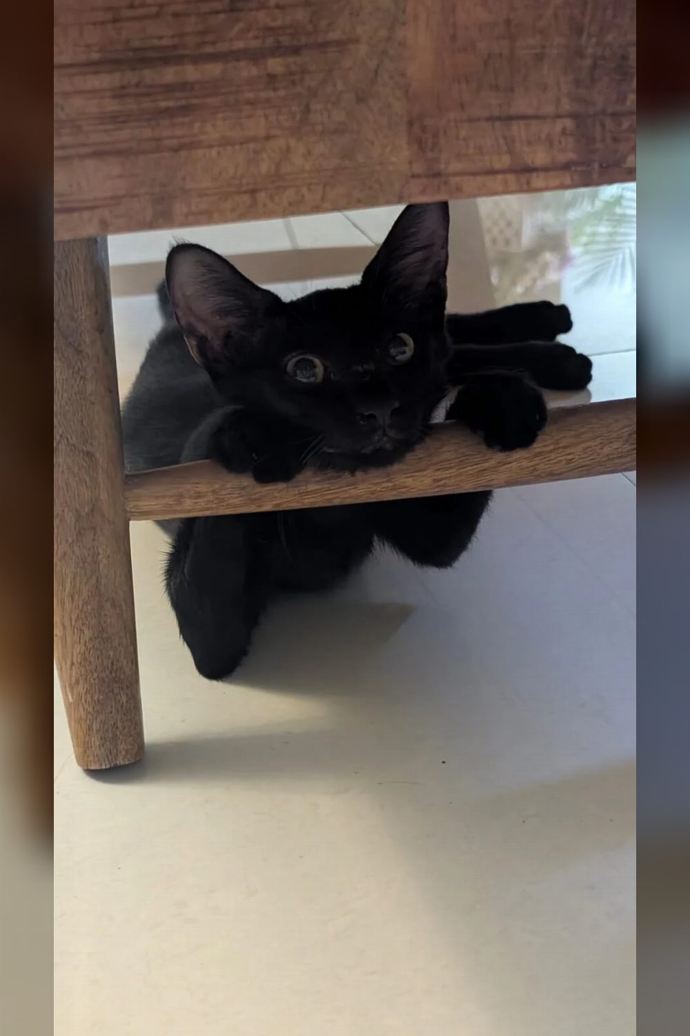 These babies are still looking for a home — Delhi NCR