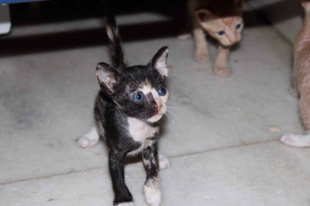 These babies need home - pet for adoption in Mumbai
