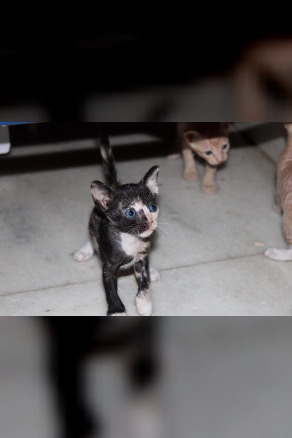 These babies need home — Mumbai