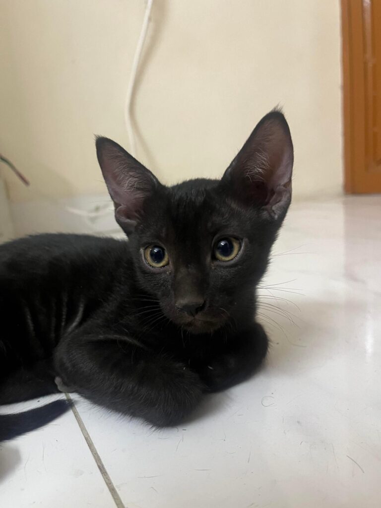 Three beautiful kittens looking for their forever home - kitten for adoption in India