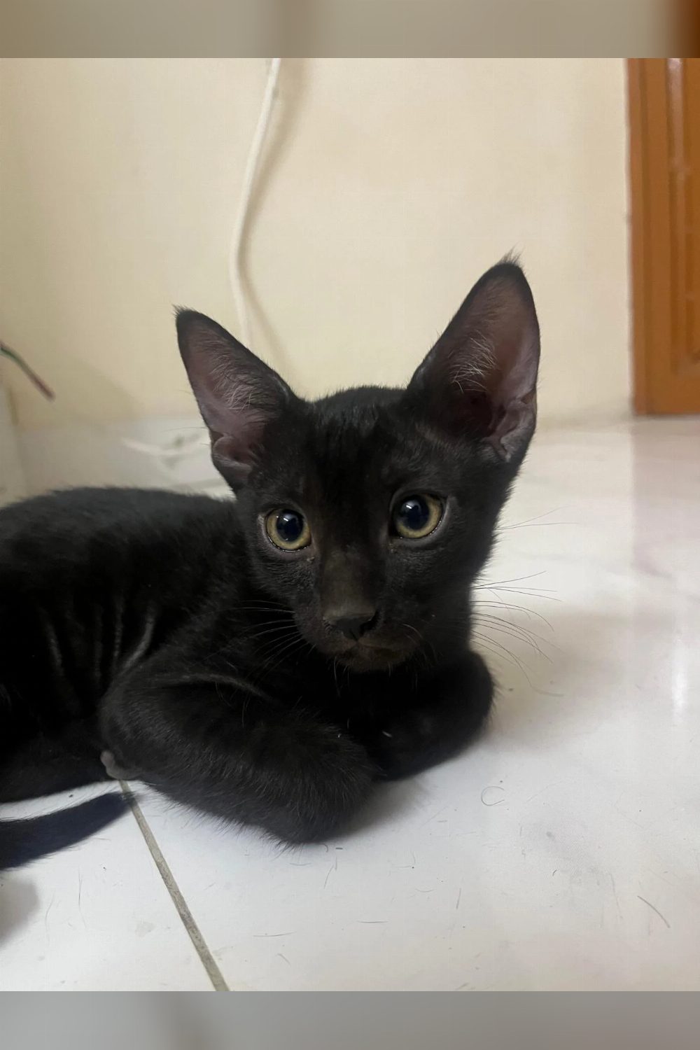 Three beautiful kittens looking for their forever home — Delhi NCR