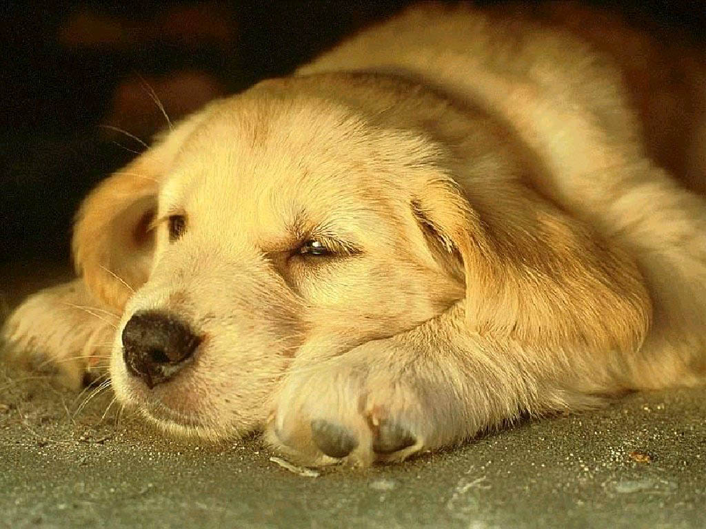 Humans Are Our Best Friends, Humans dogs Best Friends