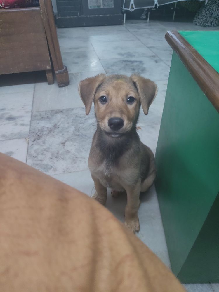 TukTuk — Indie puppy, Delhi NCR - puppy for adoption in Indie puppy, Delhi NCR