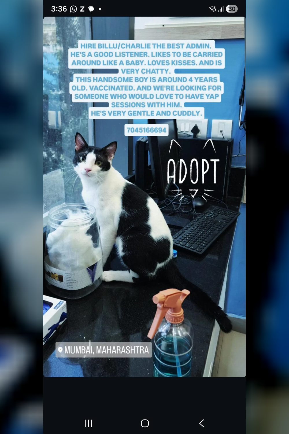 Tuxedo male cat for adoption in Powai — Mumbai
