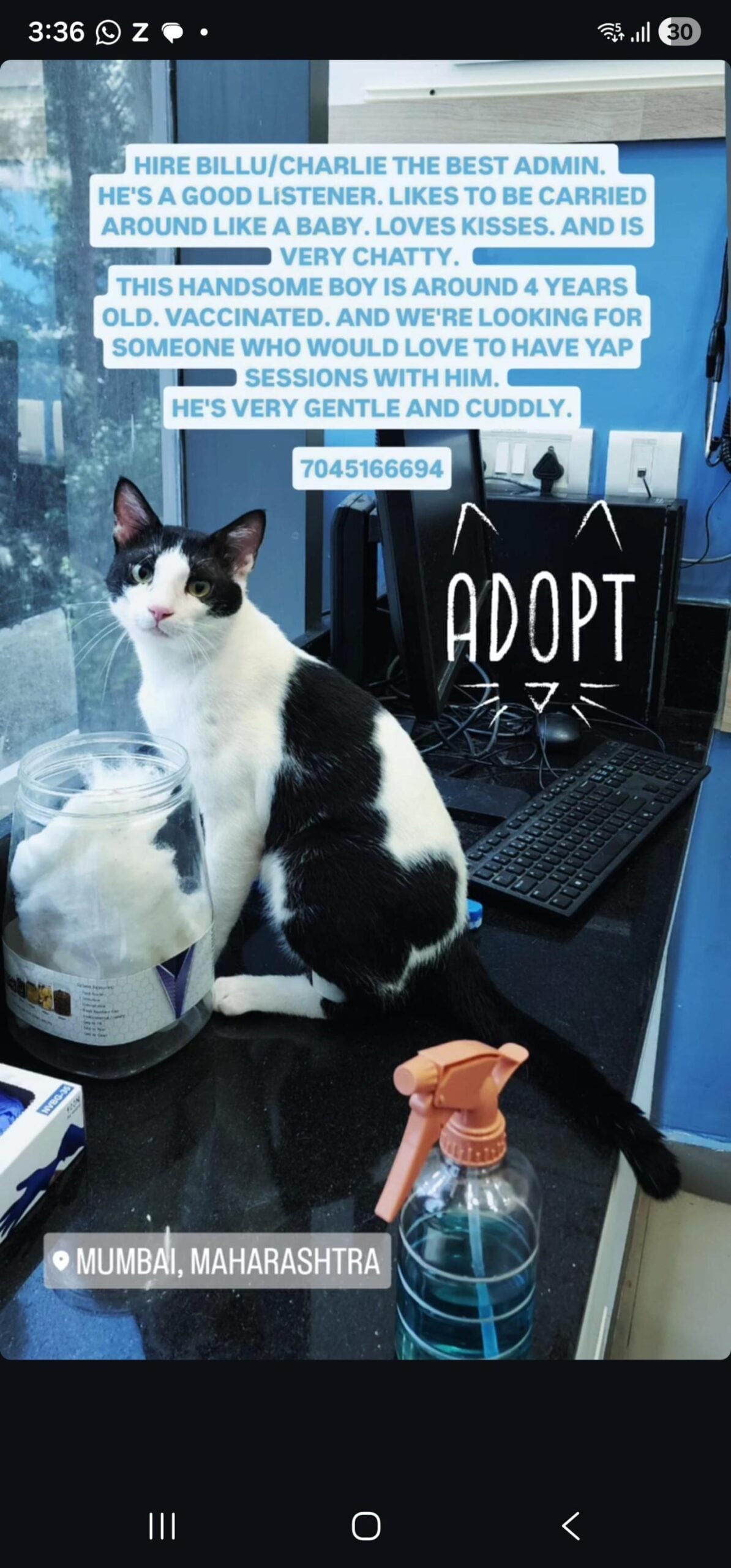 Tuxedo male cat for adoption in Powai, Mumbai - kitten in Mumbai