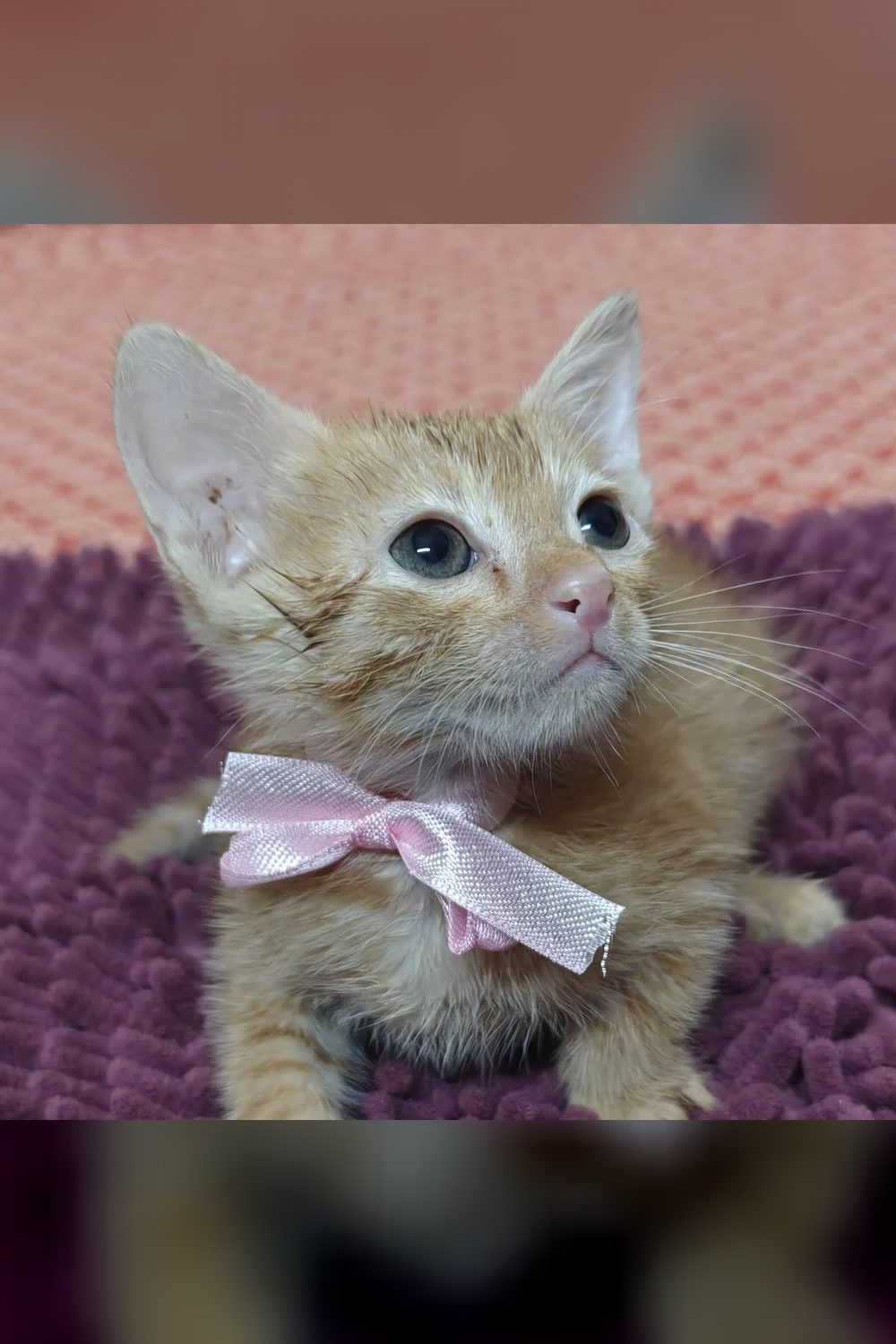 Two bonded kittens — Delhi NCR