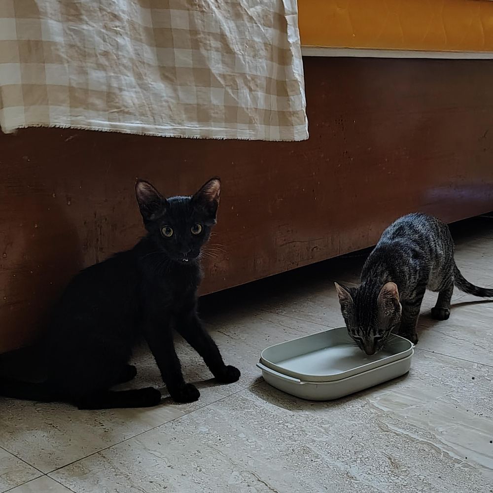 2 kittens β Delhi NCR